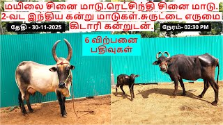மயிலை சினை மாடு.ரெட்சிந்தி சினை மாடு.2-வட இந்திய கன்று மாடுகள்.சுருட்டை எருமை கிடாரி கன்றுடன்.