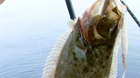 Intense Halibut Action at San Clemente Island