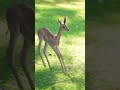 Gerenuk Tiny Prancer