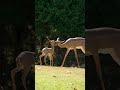 Gerenuk Tiny Prancer