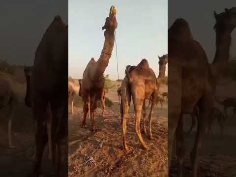 آخر جلسة في الجمل استمتع  