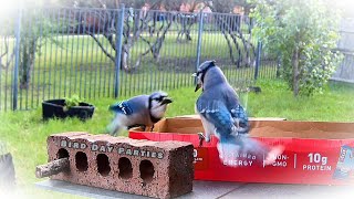 Which Blue Jay is the Boss?