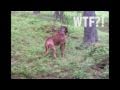 Dog vs. deer
