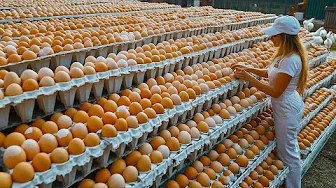 How Free Range Eggs Are Processed In Factory | Egg Factory Process