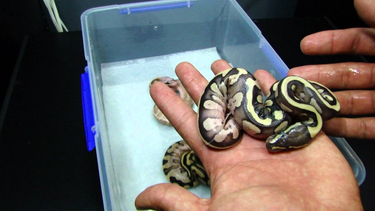 biteable 2012 Season Finale. Mojave Cream... YB?