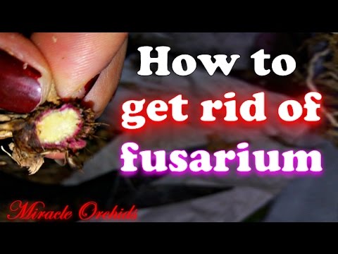 Video: Controllo dell'appassimento del Fusarium nella banana - Quali sono i sintomi dell'appassimento del Fusarium della banana