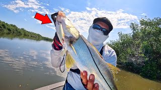 Full MY BEST LURE FOR FISHING FOR BASS IN THE MANGROVE News