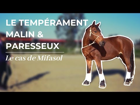 CHEVAL MALIN & PARESSEUX | La cas de Mifasol