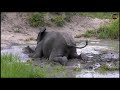 SafariLive Feb 22- Naughty, angry, happy and stampeding Elephants!