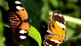 Video voorbeeld van "Ode to a Butterfly"