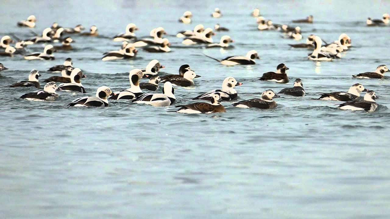 Long-tailed Duck emerging from water [0.25x Slow Motion] 