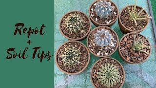 Potting up Cactus + Cactus Soil Tips (Repot a Cactus)