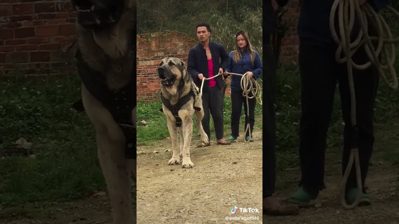 большие собачьи бои