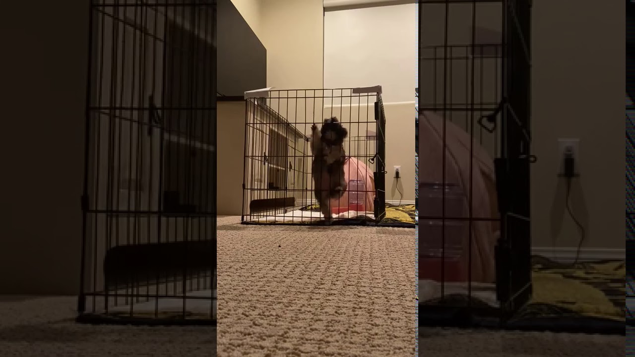 Cute little puppy escapes her play pen. YouTube