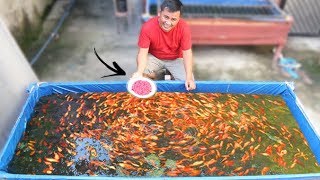 This is the best food to grow your fish faster