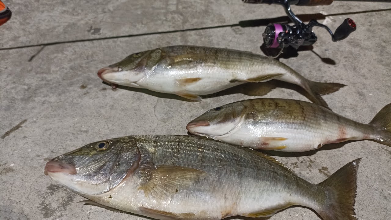 TROFELERRR. Lrf ile Mırmır Avı.