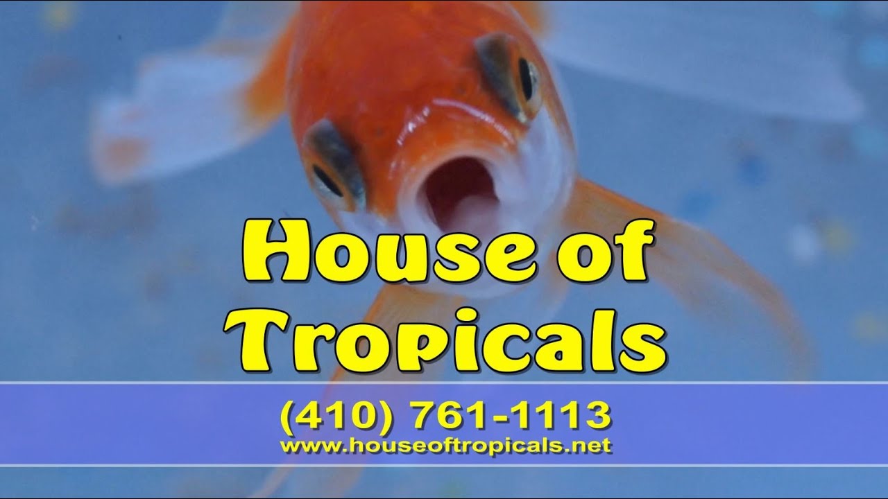 House of Tropicals YouTube