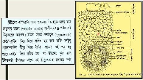 EUGSC(8.9.2021):Class:xi,Sub:Biology1st Paper(Lec:42),Chap:8(Part-4),Shayla Parvin.