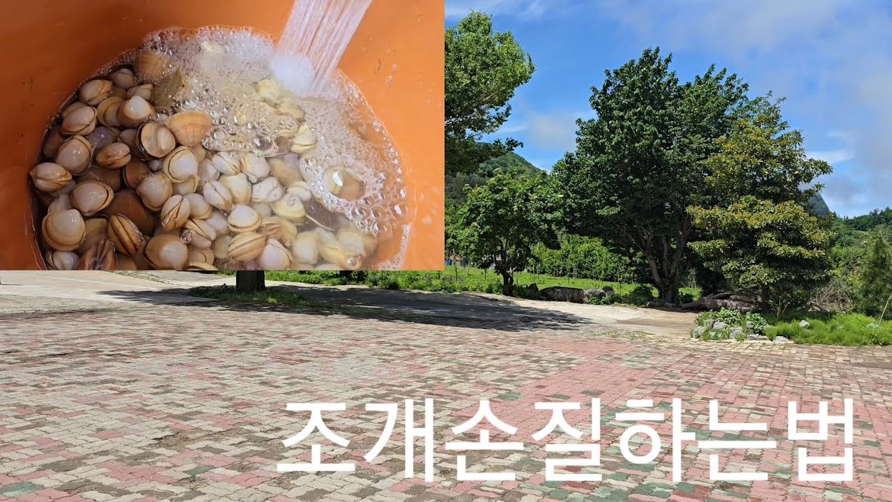동죽조개 손질~~이웃과함께 전붙치고## 재미있는 하루!!