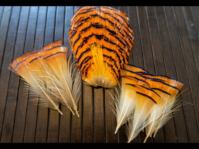 Fly Tying Materials - Feathers  Ashland Fly Shop Tagged golden pheasant  tippets