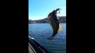 Lake Ozark - Jig Bite "Deep"