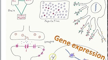 Finding the Engram part 1