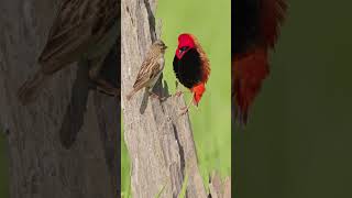 Red Bishop Bird’s Mating Behavior Display