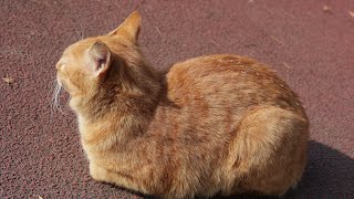 Cat basking in the sunshine