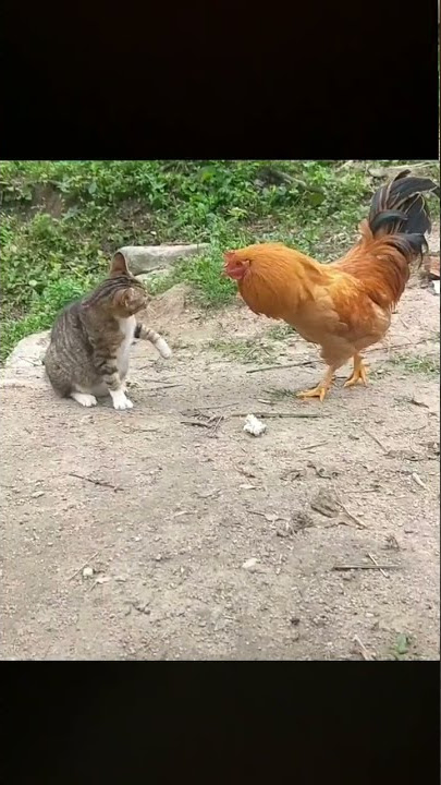 kucing vs ayam 🤪
