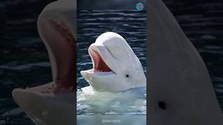La ballena beluga puede imitar la voz humana #shorts