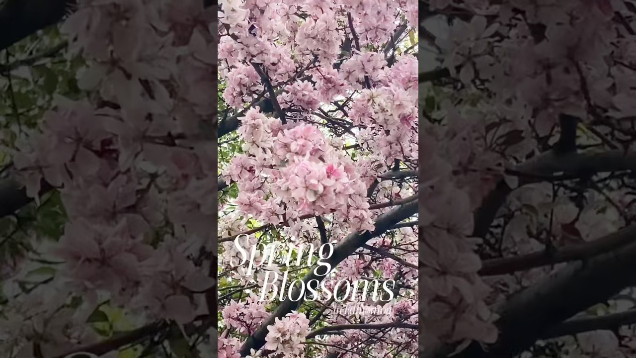 Edmonton Spots for Spring Blossoms! 