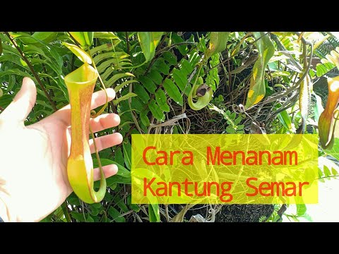 Video: Menanam Tanaman Pitcher Daripada Benih - Ketahui Cara Menanam Tanaman Pitcher Daripada Benih