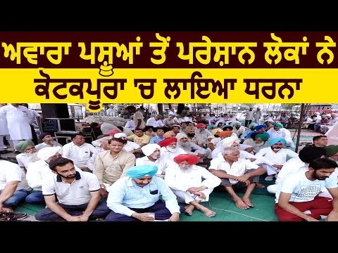 आवारा पशुओं से परेशान लोगों ने Kotkapura में किया Protest