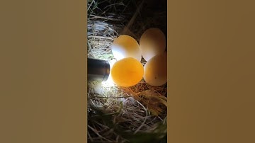 Love Birds Egg Candling #youtubeshorts #shorts #foryou