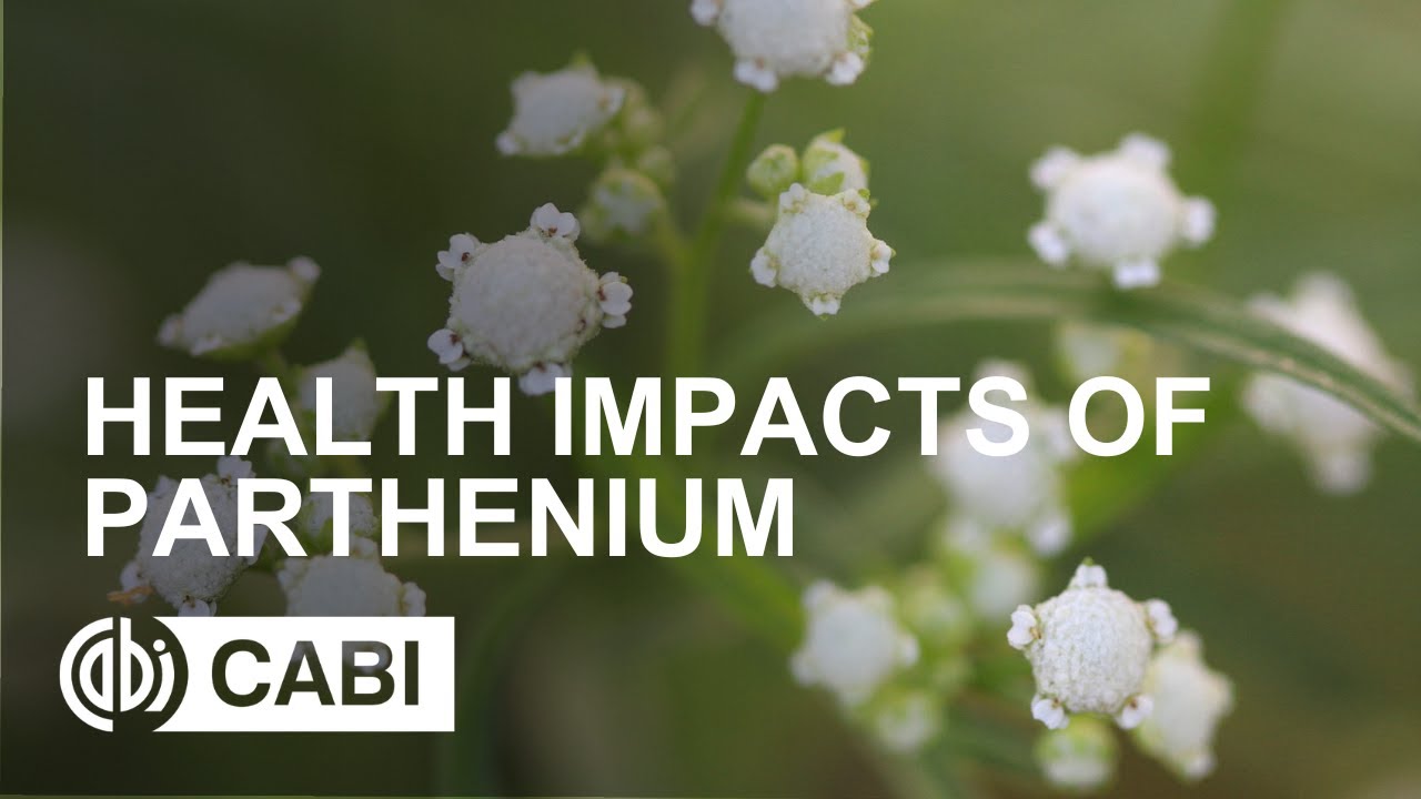 Health impacts of Parthenium YouTube