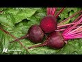 Best Brain Foods: Greens and Beets Put to the Test