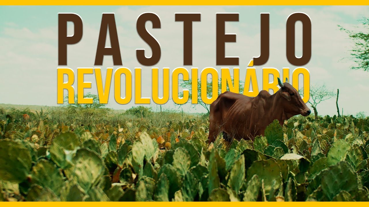 Semiárido Produtivo - Pastejo direto em palma forrageira