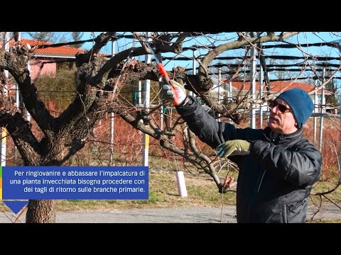 COME POTARE IL CACHI – guida con consigli per la potatura del frutteto