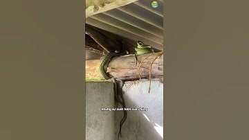 😱 Cặp Rắn Cườm Ẩn Nấp Trên Mái Nhà Khiến Cả Nhà Hốt Hoảng! 🐍🏠