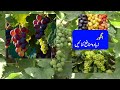 انگور : زیادہ منافع کمائیں 