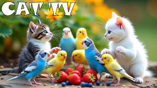 (NO ADS) TV FOR CAT 😸🎥 Turbo Birds Scramble for Every Seed 🐦🔥 CAT TV For A Stress-Free Environment screenshot 3