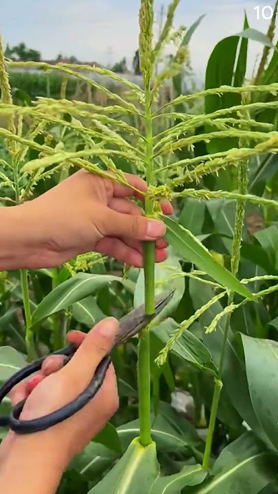 cara cerdas dan mudah merapikan tanaman jagung dengan alat super tajam #shorts