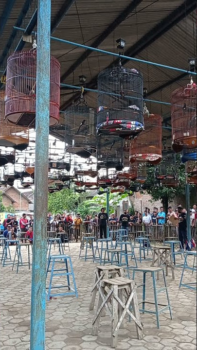 Suasana full gantangan murai batu || Ternak Murai || Murai Medan