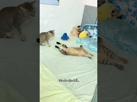 MV Dù cho tận thế by KenKit #cat #meow #funnycats