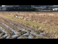目の前に ヤギ がいた!