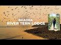 River terns of bhadra  river tern lodge jlr  bhadra tiger reserve  boat safari bhadra backwaters