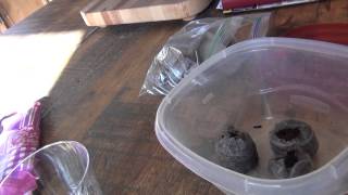 Growing the "World's Hottest" Peppers: Part 1 - Seeds and Planting Setup