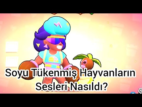 Video: Soyu Tükenmiş' Dev Kaplumbağaların Yaşadığına Dair İpuçları