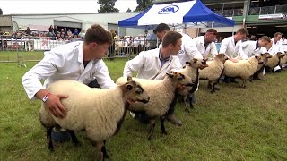 Wyn Benyw Torddu | Torddu Female Lambs