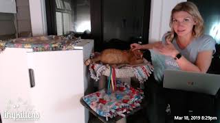 Stanley Update 318 - Tinykittens